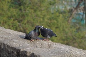 atalogia.hu társasházak ellenőrzése